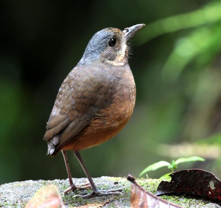 Moustached antpitta Moustached Antpitta Grallaria alleni videos photos and sound