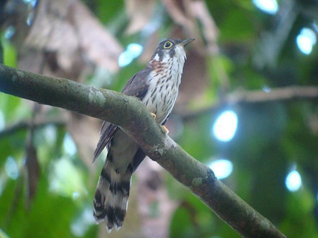 Moustached hawk-cuckoo Moustached Hawkcuckoo Hierococcyx vagans videos photos and sound