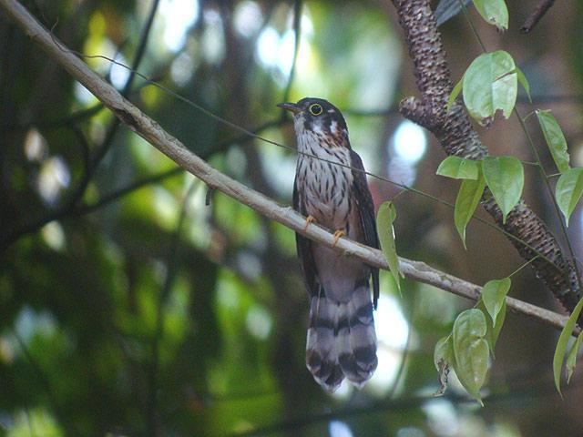 Moustached hawk-cuckoo Moustached Hawkcuckoo Hierococcyx vagans videos photos and sound