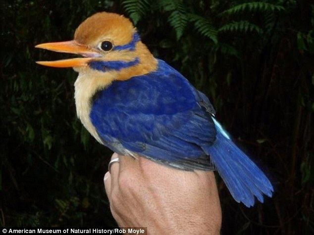 Moustached kingfisher Chris Filardi tracks down a moustached kingfisher and then KILLS IT