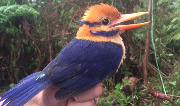Moustached kingfisher Researchers capture moustached kingfisher then KILL it for 39study
