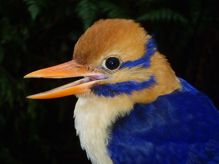 Moustached kingfisher Moustached Kingfisher Photographed for First Time Audubon