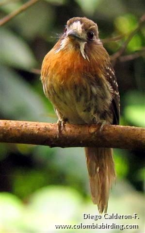 Moustached puffbird Surfbirds Online Photo Gallery Search Results