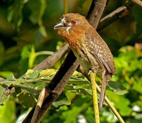 Moustached puffbird BirdQuest The Ultimate in Birding Tours