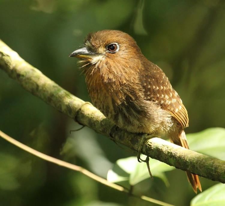 Moustached puffbird Moustached Puffbird Malacoptila mystacalis videos photos and