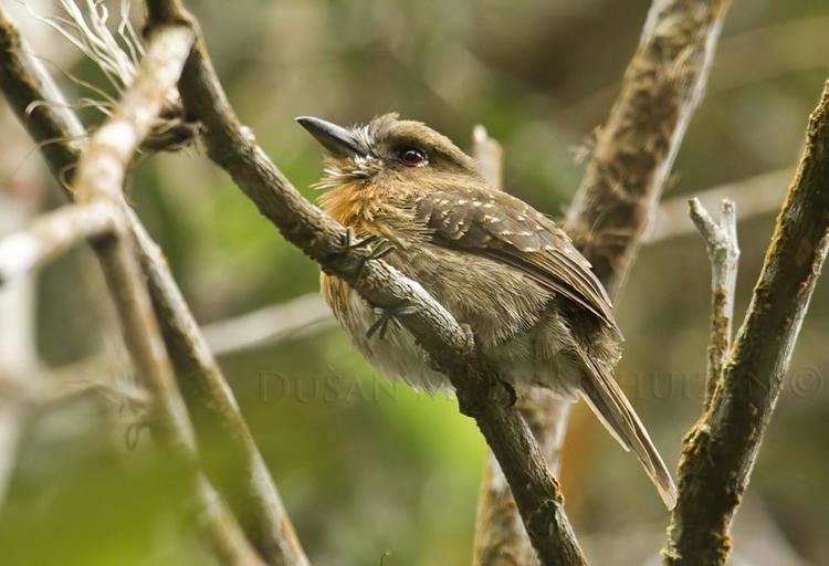 Moustached puffbird Moustached Puffbird Malacoptila mystacalis videos photos and