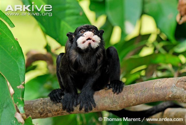 Moustached tamarin Moustached tamarin videos photos and facts Saguinus mystax ARKive