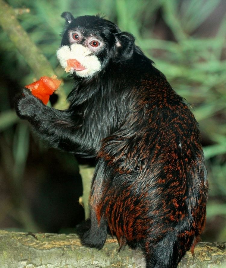 Moustached tamarin Moustached tamarin ZooChat