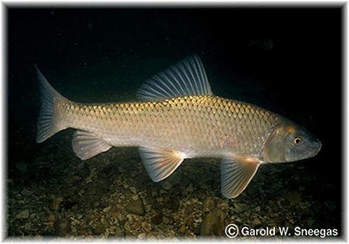 Moxostoma Fish Identification