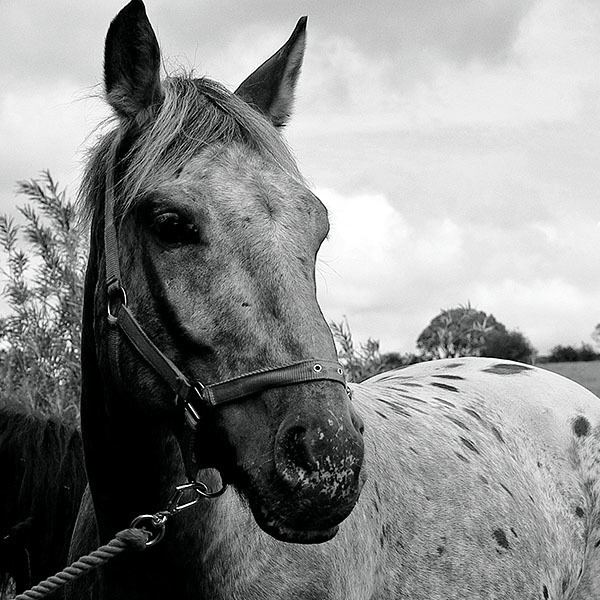 Moyle horse JMoyle39s horse sale PHOTO JOURNEYS