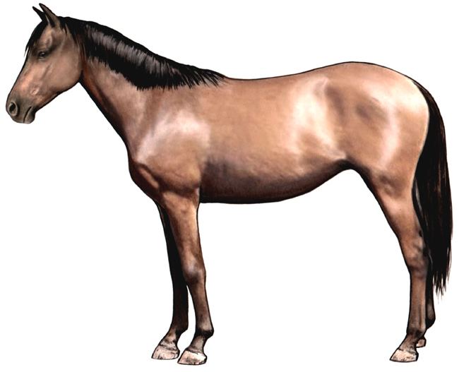 Moyle horse Horse