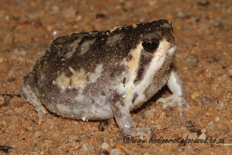Mozambique rain frog Biodiversity Focused Rain Frogs BREVICEPTIDAE