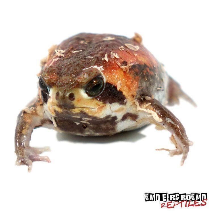 Mozambique rain frog Mozambique Rain Frogs For Sale Underground Reptiles