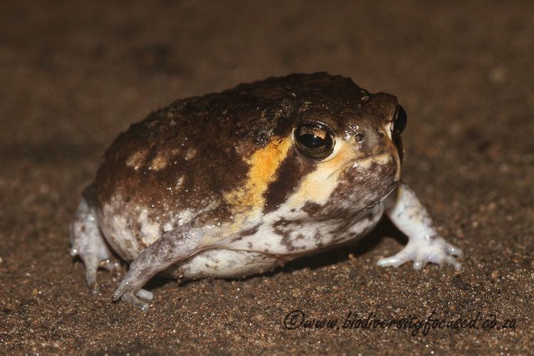 Mozambique rain frog Biodiversity Focused Rain Frogs BREVICEPTIDAE