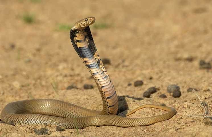 Mozambique spitting cobra Spitting Cobra Bites a 10month old Baby Cobrasorg