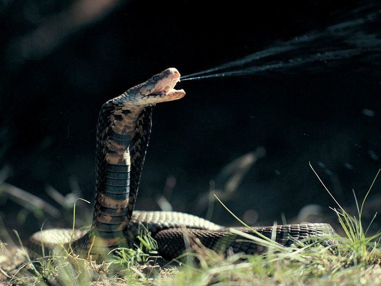 Mozambique spitting cobra Mozambique Spitting Cobra