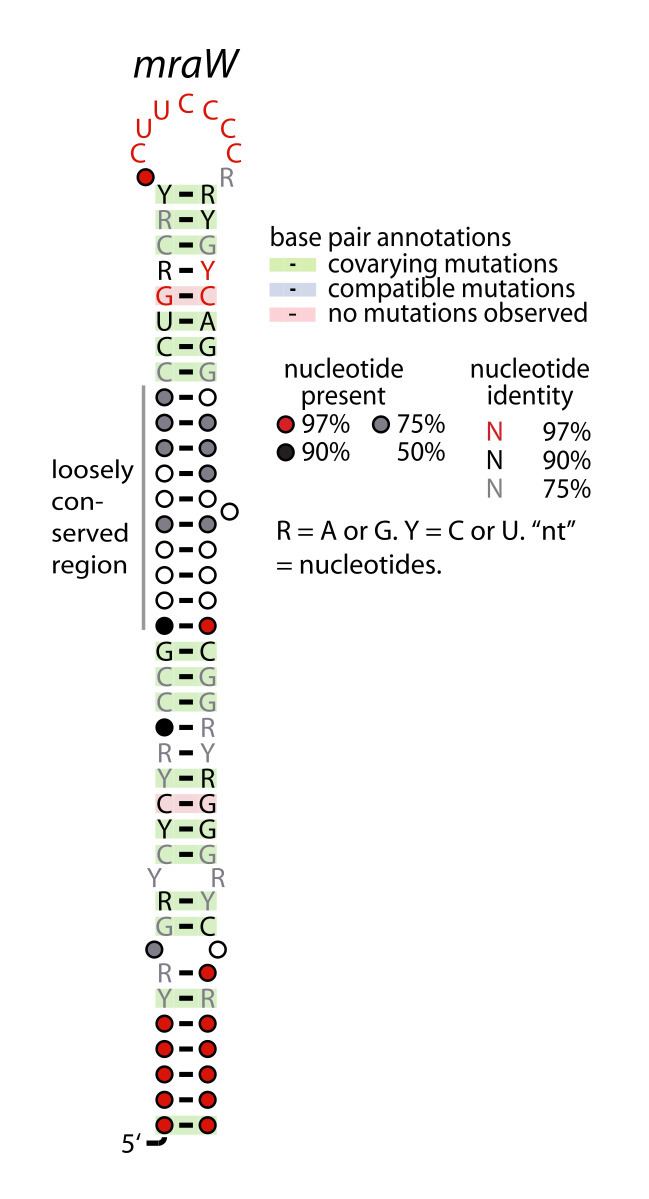 MraW RNA motif