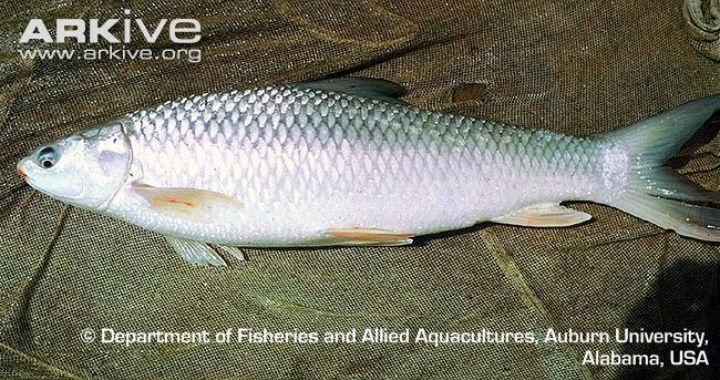 Mrigal carp Mrigal carp photo Cirrhinus cirrhosus G80165 ARKive