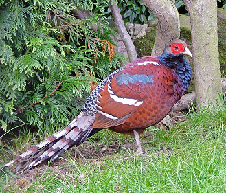 Mrs. Hume's pheasant Description of Mrs Hume39s pheasant Syrmaticus humiae