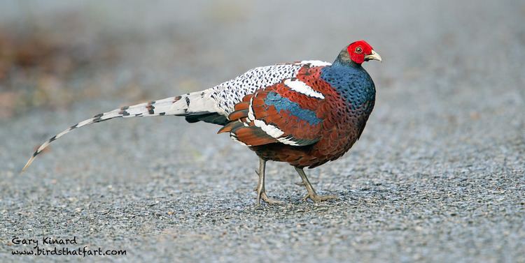 Mrs. Hume's pheasant httpsc1staticflickrcom3294115436657065980