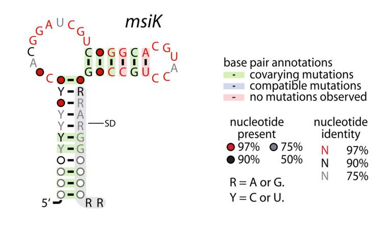 MsiK RNA motif