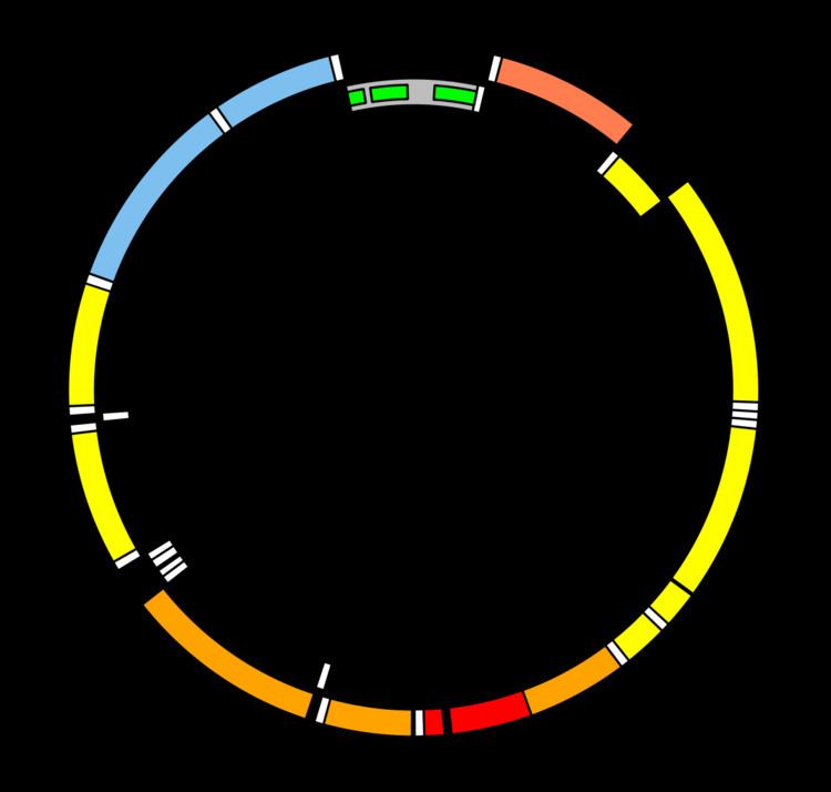 MT-RNR1