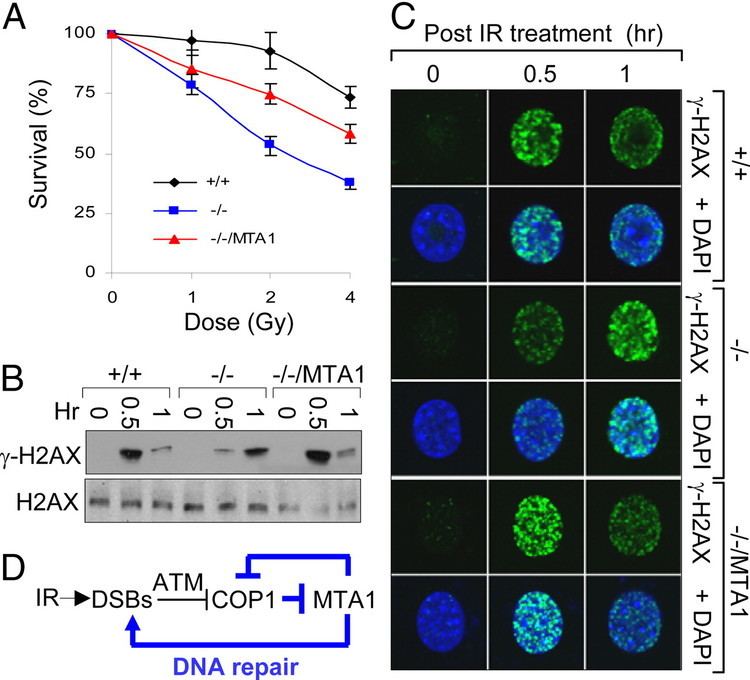 MTA1 E3 ubiquitin ligase COP1 regulates the stability and functions of MTA1