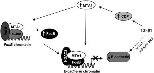 MTA1 Oncogene Figure 8 for article TGFbeta1 signaling targets