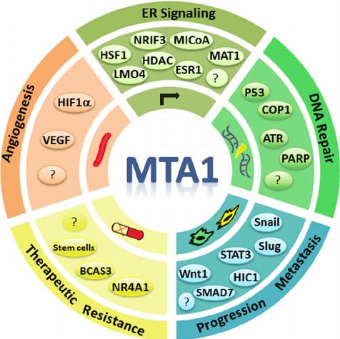 MTA1 Role of MTA1 in cancer progression and metastasis PDF Download