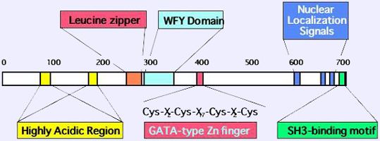 MTA1 atlasgeneticsoncologyorgGenesImagesMTA1Fig1jpg