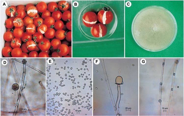 Mucor racemosus Soft Rot of Tomato Caused by Mucor racemosus in Korea