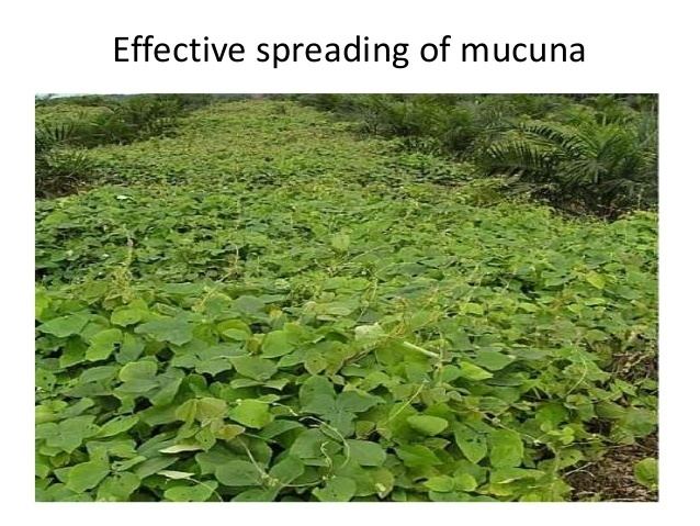 Mucuna bracteata Intergrating mucuna bracteata in banana mono cropping system