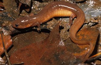 Mud salamander Gulf Coast Mud Salamander Outdoor Alabama