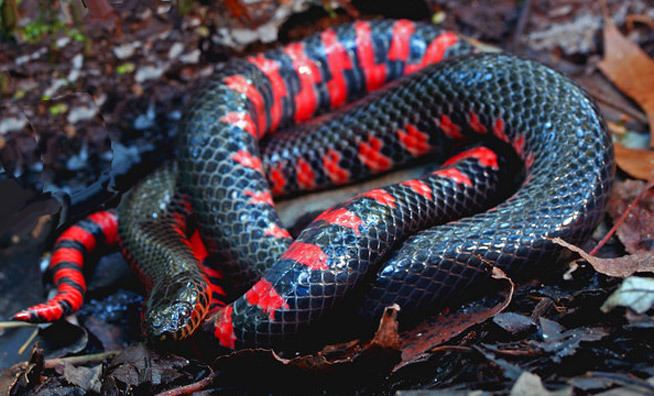 Mud snake Mud Snake Information amp Facts