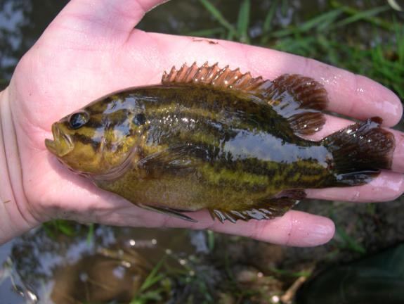 Mud sunfish Wildlife Field Guide for New Jersey39s Endangered and Threatened