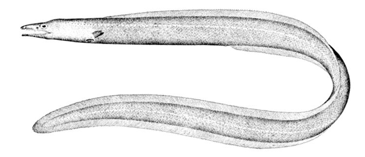 Muddy arrowtooth eel