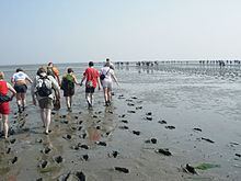Mudflat hiking httpsuploadwikimediaorgwikipediacommonsthu