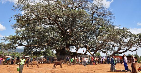 Mudula Degale Tree in Mudula Ethiopia SNNPR ethiopia Ethiopian