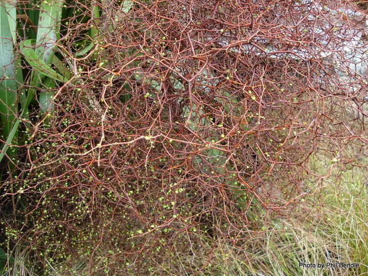 Muehlenbeckia astonii TERRAIN Taranaki Educational Resource Research Analysis