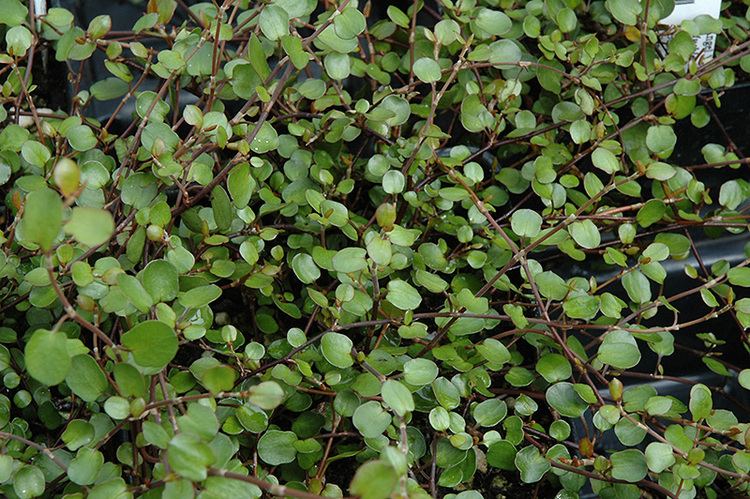 Muehlenbeckia complexa Wire Vine Muehlenbeckia complexa in Minneapolis St Paul Twin