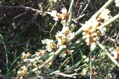 Muehlenbeckia florulenta Muehlenbeckia florulenta