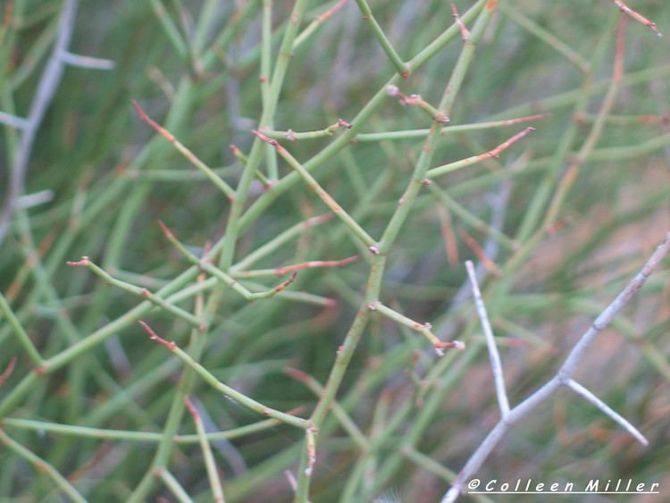 Muehlenbeckia florulenta All Plants victorianflora