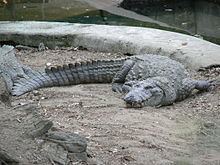 Mugger crocodile httpsuploadwikimediaorgwikipediacommonsthu