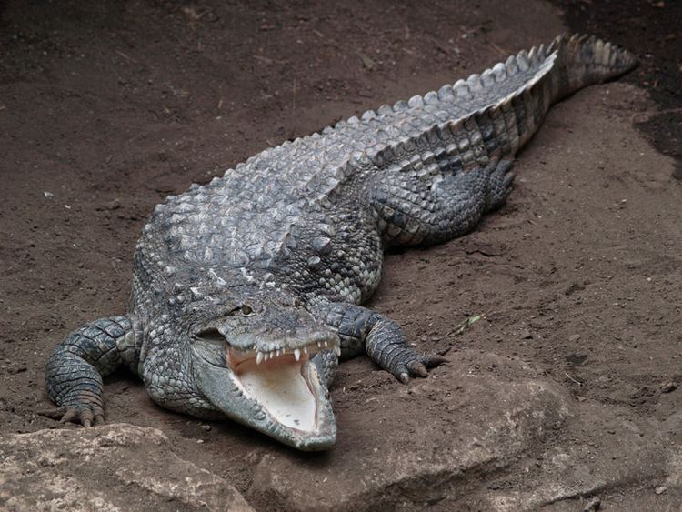 Mugger crocodile 1000 ideas about Mugger Crocodile on Pinterest Crocodile