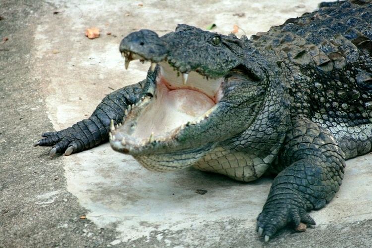 Mugger crocodile Mugger crocodile Wikipedia
