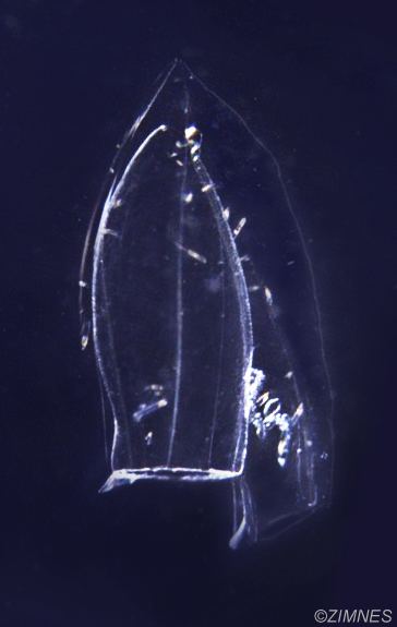 Muggiaea atlantica Muggiaea atlantica Zooplankton Guide