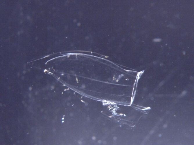 Muggiaea atlantica ZIMNES Zooplankton Identification Manual for North European Seas