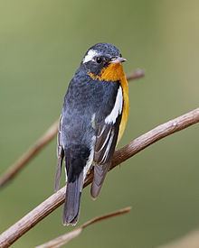 Mugimaki flycatcher httpsuploadwikimediaorgwikipediacommonsthu