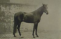 Muhamed (horse) httpsuploadwikimediaorgwikipediacommonsthu