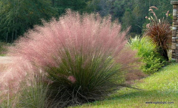 Muhlenbergia Muhlenbergia capillaris Pink Muhly Grass